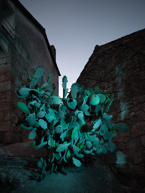 Pedro Freitas Silva photography